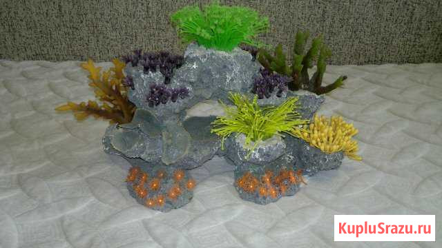Кораллы Иркутск - изображение 1