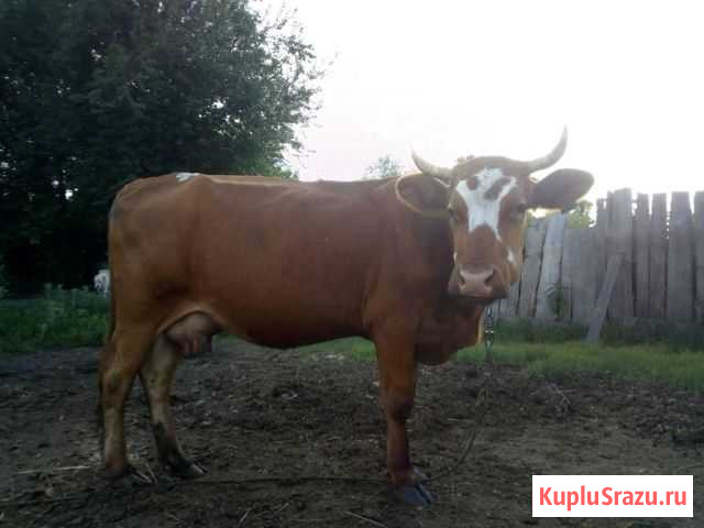 Продам корову Ярково - изображение 1