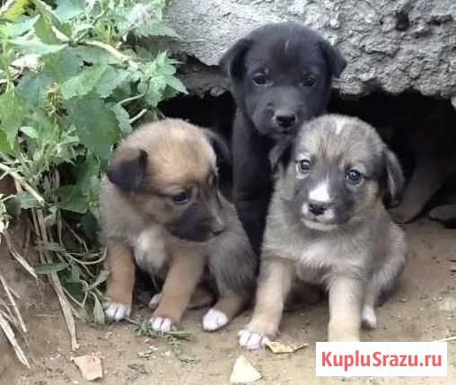 Щенки в добрые ручки Киселевск - изображение 1