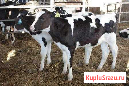 Продам бычков Новокузнецк - изображение 1