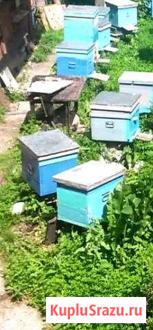 Продам рои пчел на 6 рамок, отводки на 4 рамки Новокузнецк - изображение 1