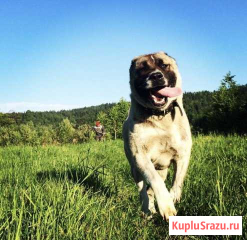 Вязка / Алабай Междуреченск - изображение 1