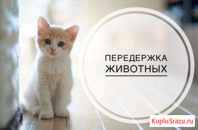 Передержка кошек Воркута - изображение 1