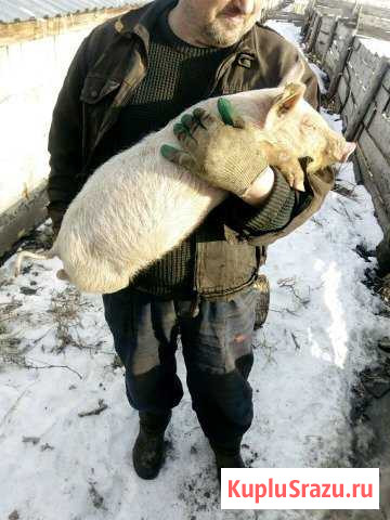 Ландрас Поросята с доставкой на племя Курган - изображение 1