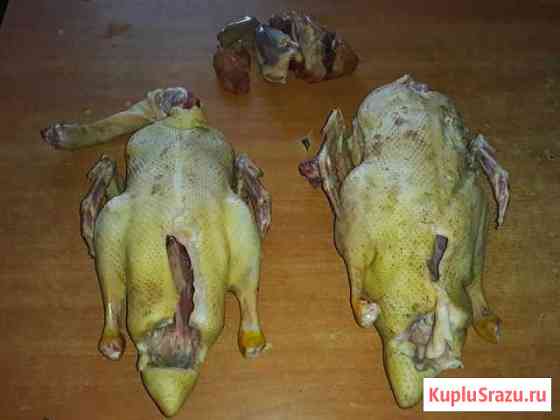 Утки,куры суповые,цыплята корнишоны Грязи
