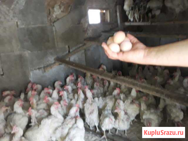 Куры несушки Грязи - изображение 1