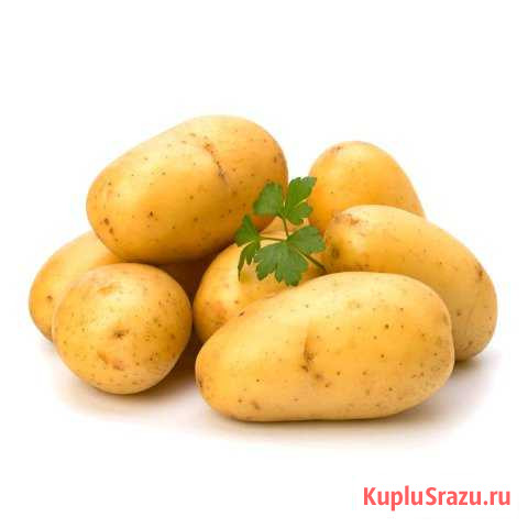 Едовой картофель Куйбышев - изображение 1