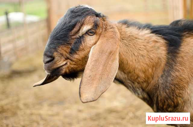 Чистопородный нубийский козлик Новосибирск - изображение 1