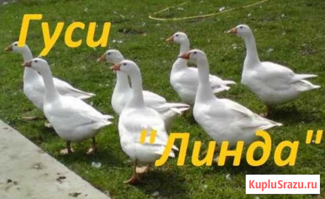 Гуси (линда) оптом, Утки, вся птица Кузнецк - изображение 1