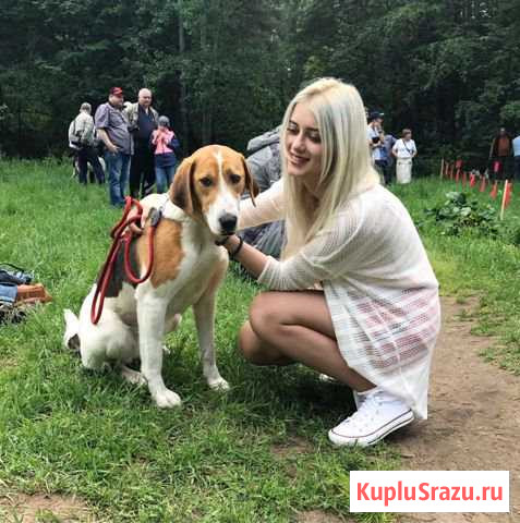 Щенки русской пегой гончей Соликамск - изображение 1