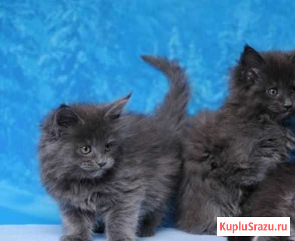 Котята метисы Мейн кун Пермь - изображение 1