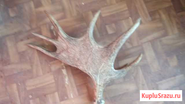 Рога лося Порхов - изображение 1