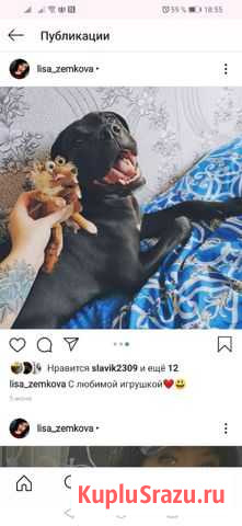 Кане корсо Чапаевск - изображение 1