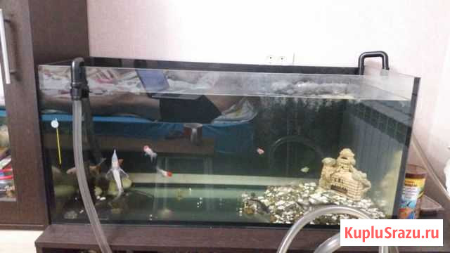Аквариум Тольятти - изображение 1