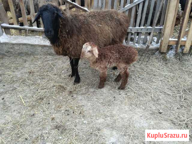 Овцы бараны ягнята козы Сызрань - изображение 1
