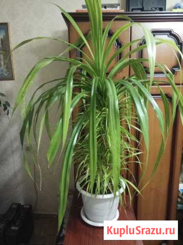 Комнатное растение пальма Панданус Новокуйбышевск - изображение 1