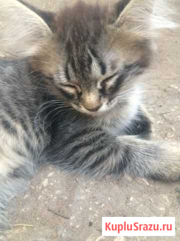 Отдам котят в добрые руки бесплатно Энгельс - изображение 1