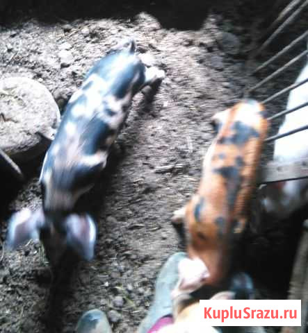 Продам поросят Ершов - изображение 1