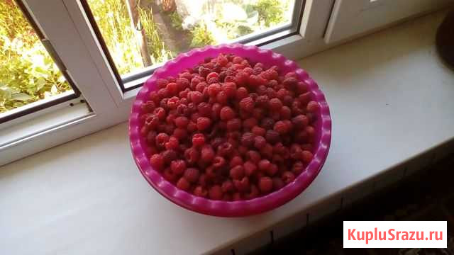 Свежесобранная Малина Кимры - изображение 1