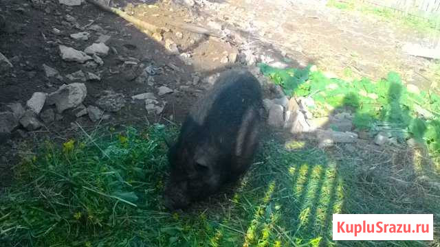 Вьетнамский хряк.случка Куркино - изображение 1