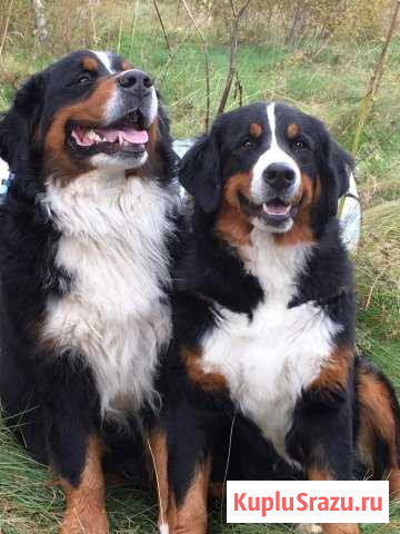 Зенненхунд России Одинцово - изображение 1