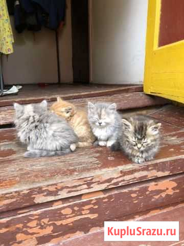 Котята в добрые руки Королев - изображение 1