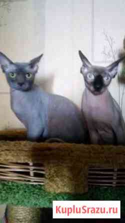 Кот на вязку Раменское