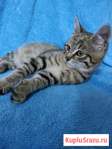 Котенок Сергиев Посад - изображение 1
