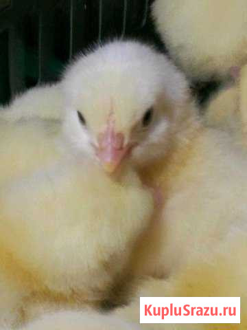 Цыплята бройлерные Росс 308 Сергиев Посад - изображение 1