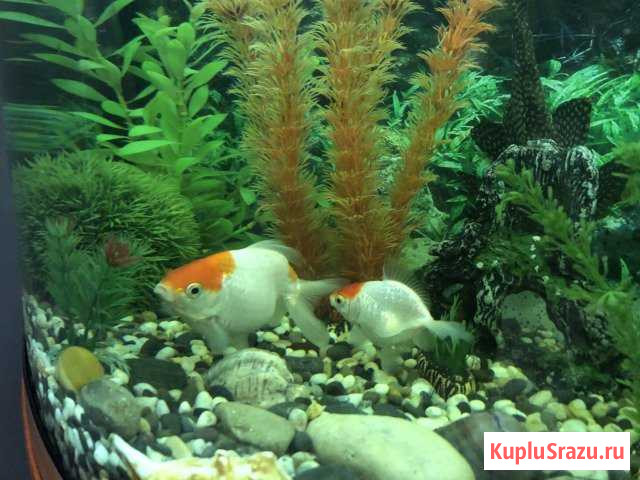 Аквариумные рыбки Балашиха - изображение 1