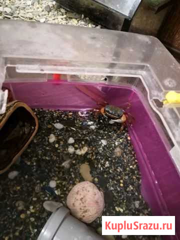 2 Радужных крабика Балашиха - изображение 1