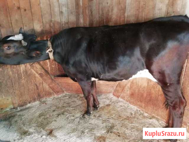 Тёлка Волоколамск - изображение 1