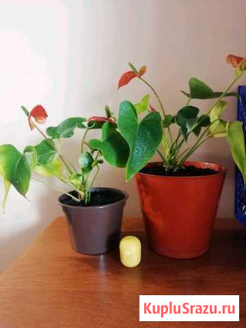 Антуриум или семейное счастье (мужское счастье) Троицк - изображение 1