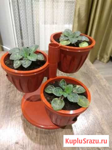 Фиалки Видное - изображение 1