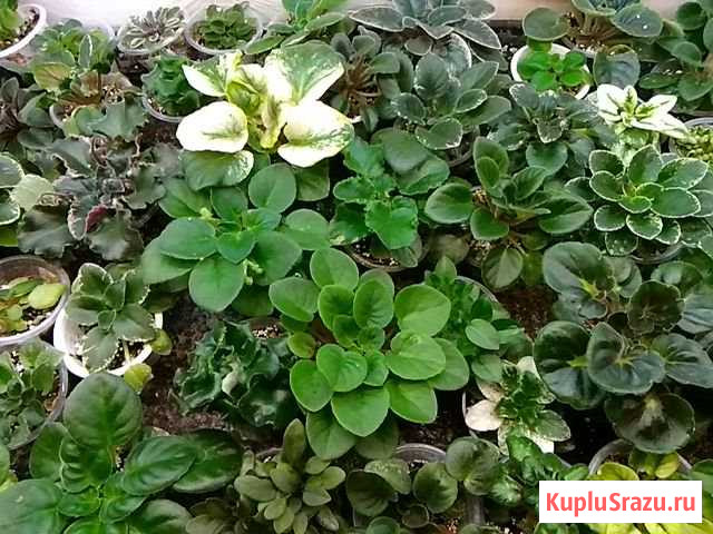 Фиалки сортовые Красногорск - изображение 1