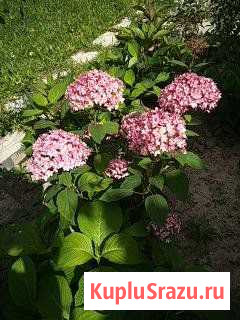 Ирисы, лилейники, гортензии Любучаны - изображение 1