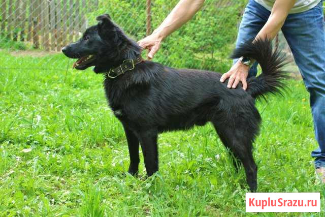 Очень умный пёс Черныш в добрые руки Серпухов - изображение 1