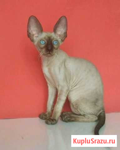 Кудрявые котята корниш рекс Котельники - изображение 1