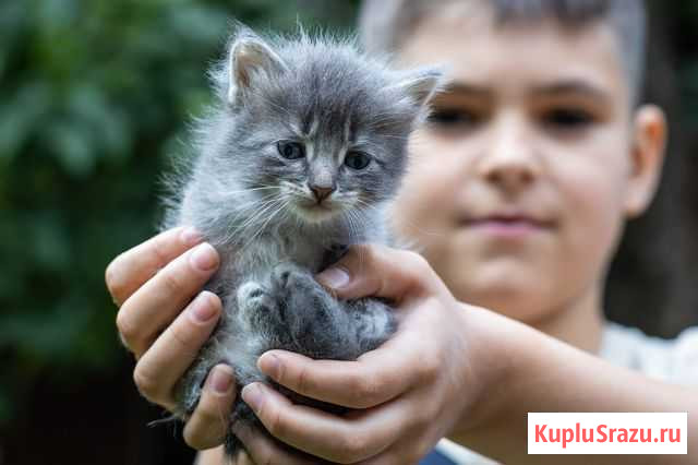 Отдаём 4-х котят Щёлково - изображение 1