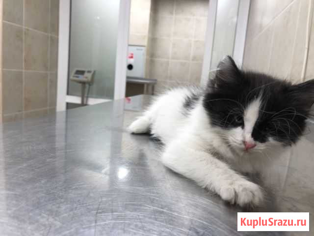 Ищу уютный дом и Любящих хозяев Воскресенское - изображение 1