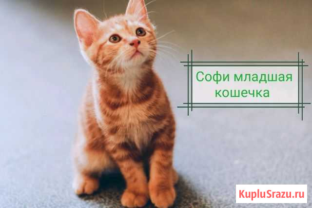 Котята Курильские бобтейлы Орехово-Зуево - изображение 1