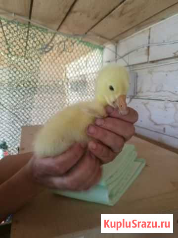 Гусятя Волоколамск - изображение 1