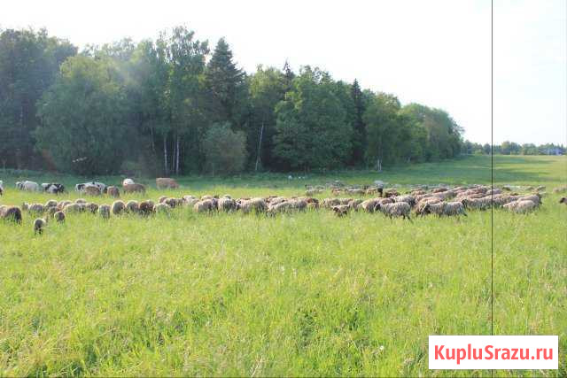 Бараны романовской породы, быки, куры, гуси, козы Дмитров - изображение 1