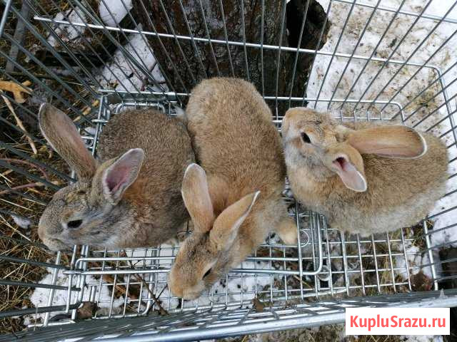 Кролики Ногинск - изображение 1