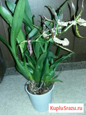 Брассия (орхидея паук) Мытищи - изображение 1