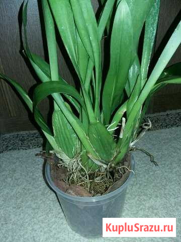 Орхидея Камбрия Мытищи - изображение 1