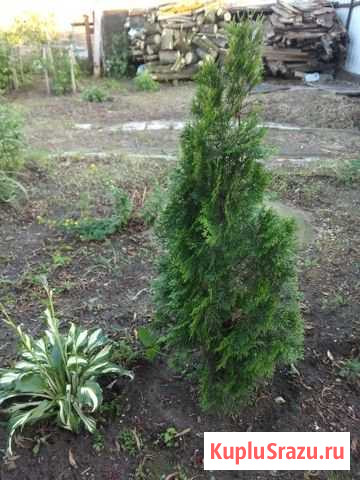 Туя высота 1,5 м Звенигород - изображение 1
