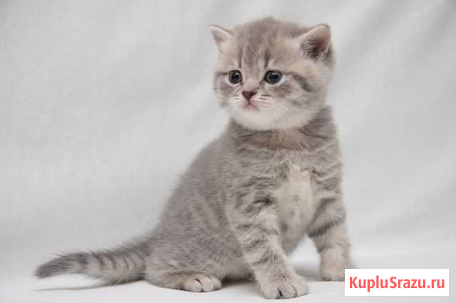 Кошечка Балашиха - изображение 1