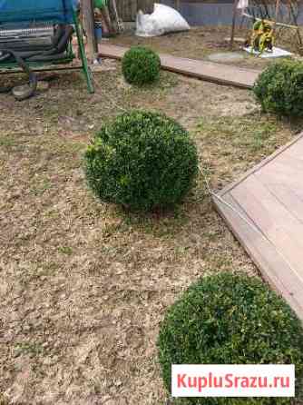 Самшит шар Чехов