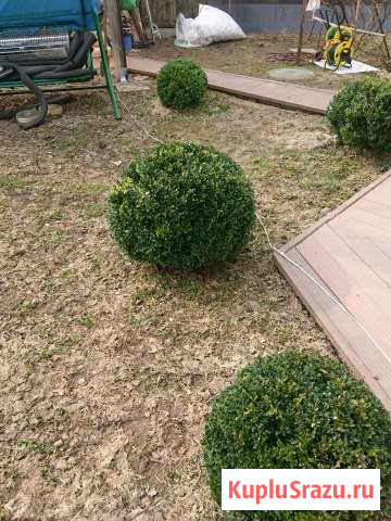 Самшит шар Чехов - изображение 1
